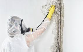 Best Mold Odor Removal Services  in The Plains, OH